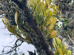 Dendrophthora clavata (Dendrophthora clavata)