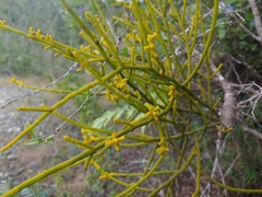 Cuban tree destroyer (Dendrophthora domingensis)