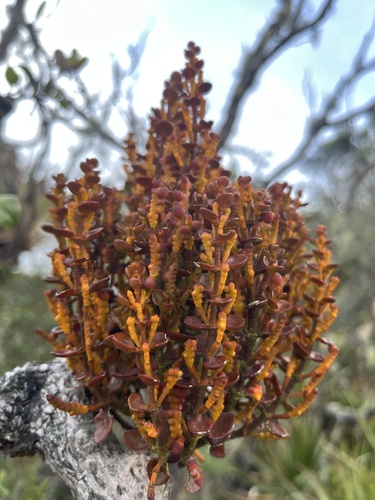 Dendrophthora elegantissima (Dendrophthora elegantissima)