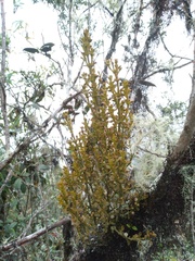 Dendrophthora pearcei (Dendrophthora pearcei)