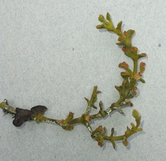 Dendrophthora pearcei (Dendrophthora pearcei)