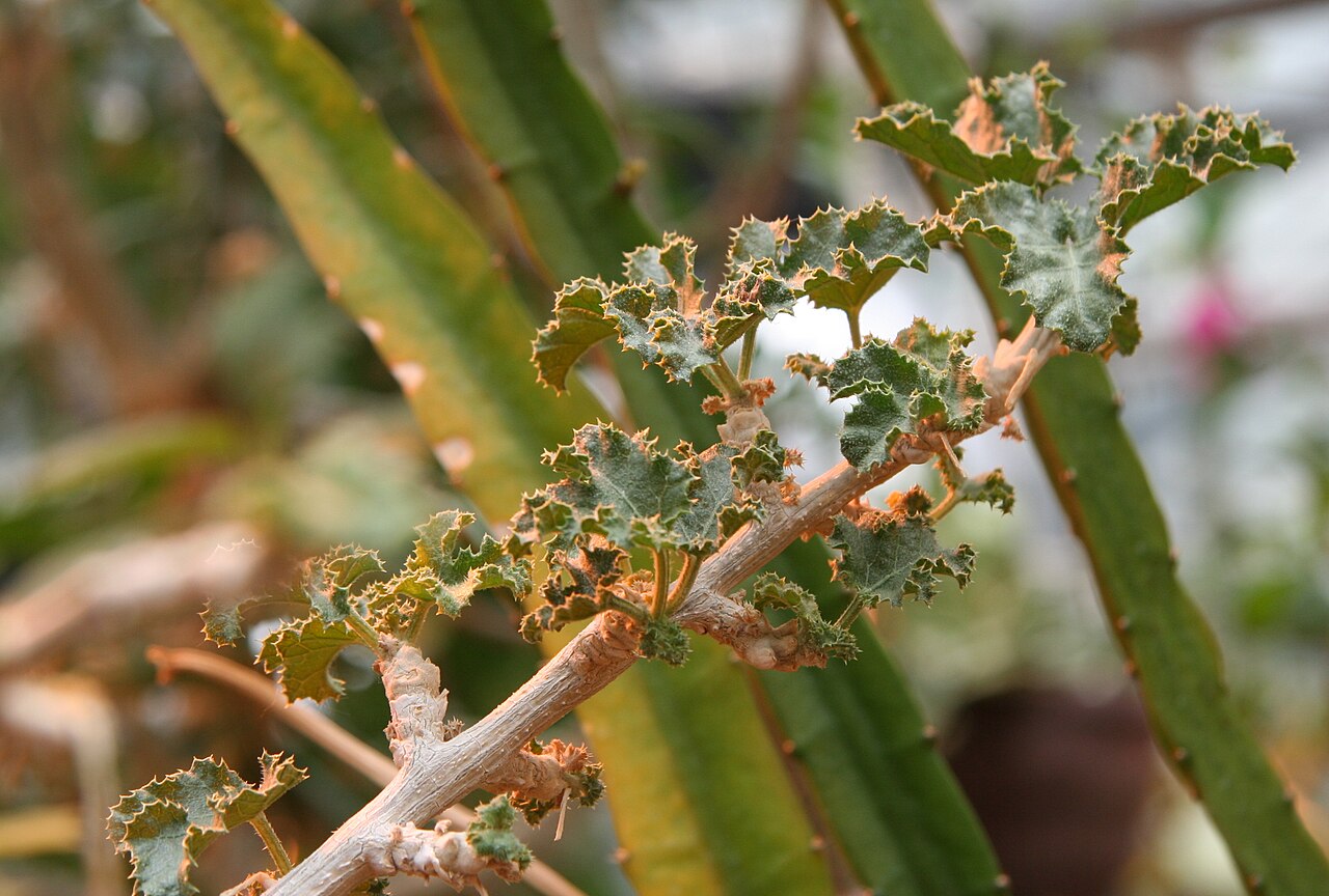 Cucumber tree: Dendrosicyos socotrana im Botanischen Garten Bochum