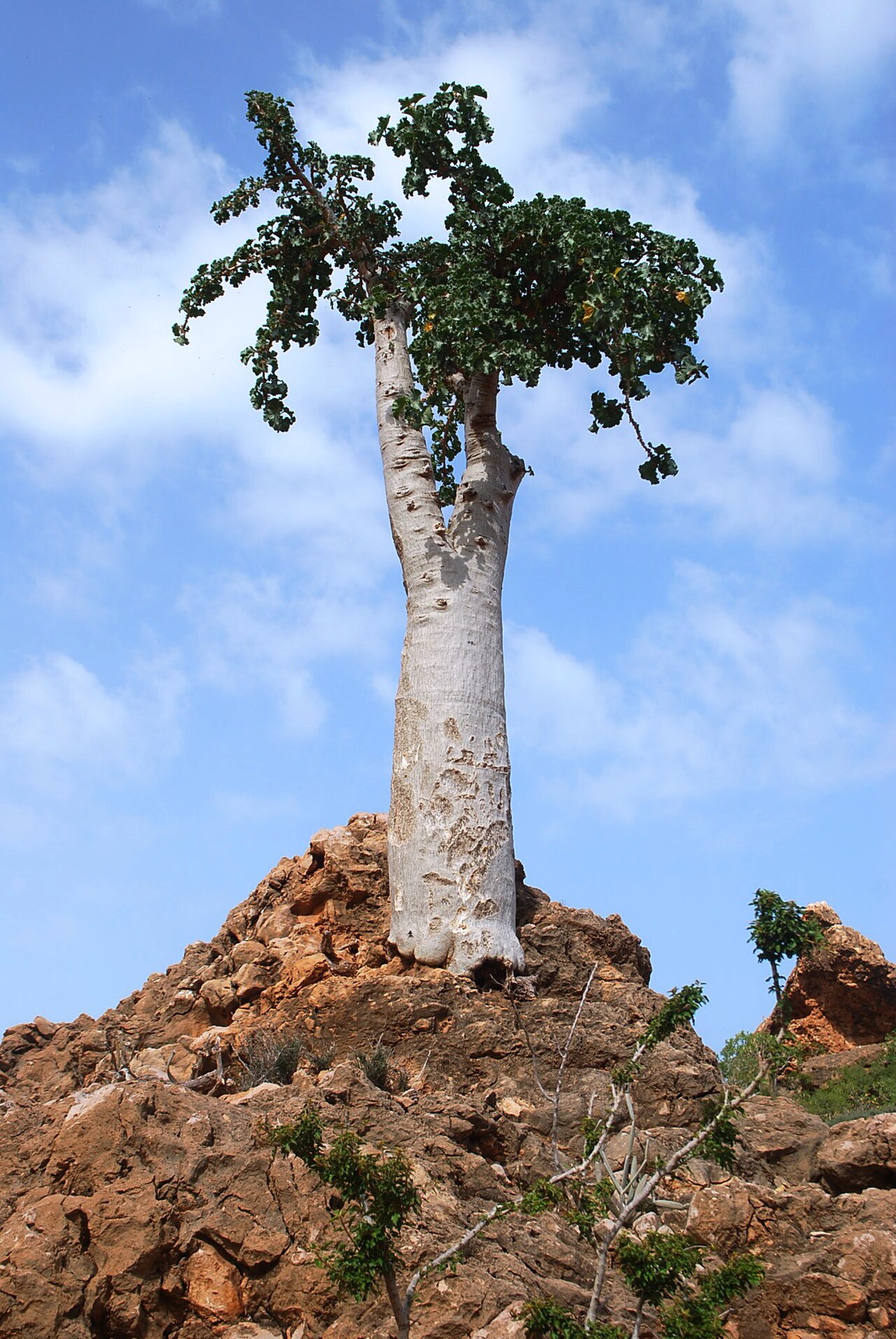 Cucumber tree: tree island cucumber yemen socotra soqotra