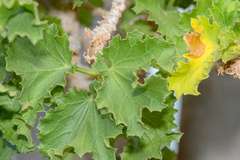 Dendrosicyos socotranus (Dendrosicyos socotranus)