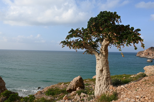 Dendrosicyos socotranus (Dendrosicyos socotranus)