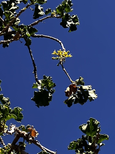 Dendrosicyos socotranus (Dendrosicyos socotranus)