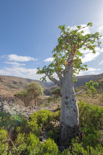 Dendrosicyos socotranus (Dendrosicyos socotranus)