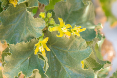 Dendrosicyos socotranus (Dendrosicyos socotranus)