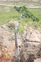 Dendrosicyos socotranus (Dendrosicyos socotranus)