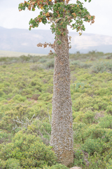 Dendrosicyos socotranus (Dendrosicyos socotranus)