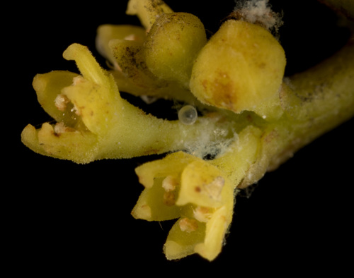 Dendrotrophe varians (Dendrotrophe varians)