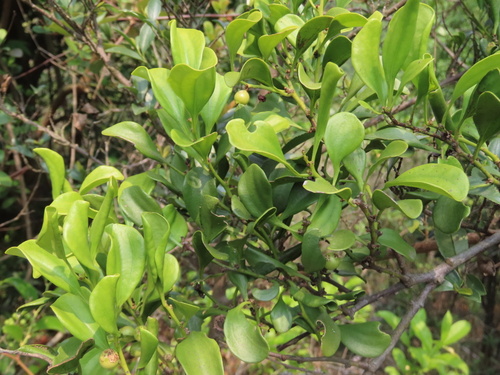 Dendrotrophe varians (Dendrotrophe varians)