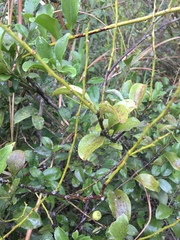 Dendrotrophe varians (Dendrotrophe varians)