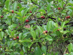 Dendrotrophe varians (Dendrotrophe varians)
