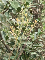 Dendrotrophe varians (Dendrotrophe varians)