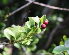 Dendrotrophe varians (Dendrotrophe varians)