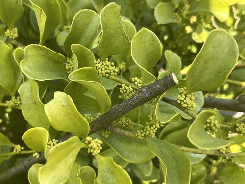Dendrotrophe varians (Dendrotrophe varians)