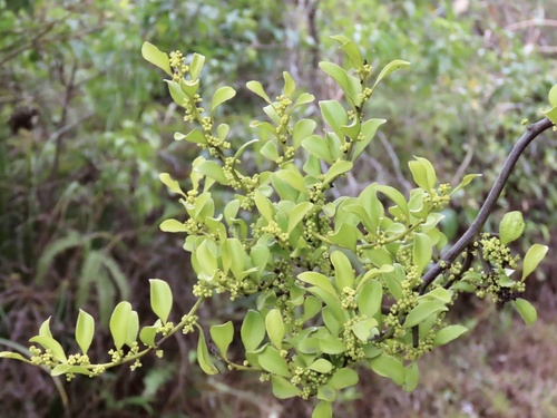 Dendrotrophe varians (Dendrotrophe varians)