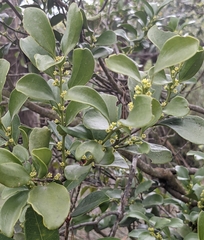 Dendrotrophe varians (Dendrotrophe varians)