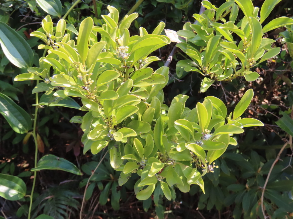 Dendrotrophe varians (Dendrotrophe varians)