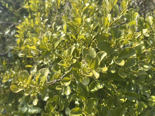 Dendrotrophe varians (Dendrotrophe varians)
