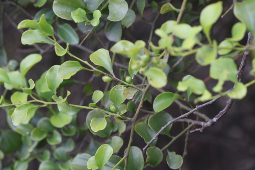 Dendrotrophe varians (Dendrotrophe varians)
