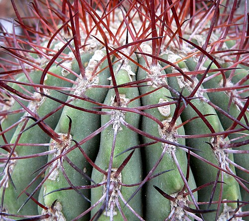 Denmoza rhodacantha: Photo of Denmoza rhodacantha at the University of California Botanical Garden