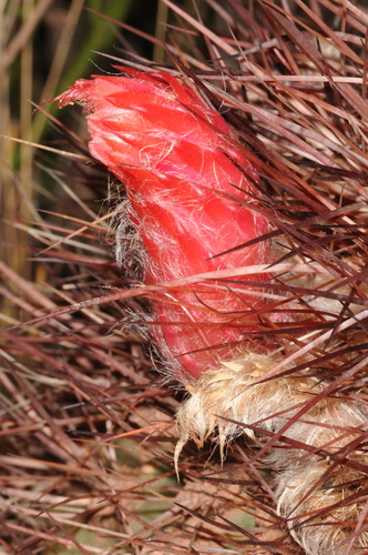Denmoza rhodacantha (Denmoza rhodacantha)
