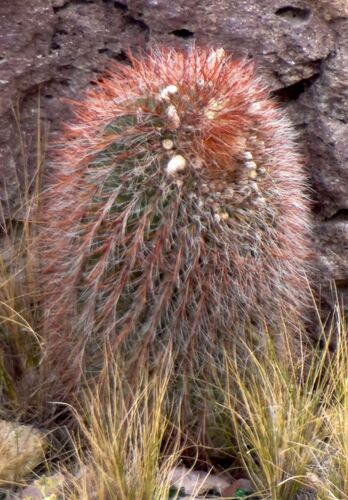 Denmoza rhodacantha (Denmoza rhodacantha)