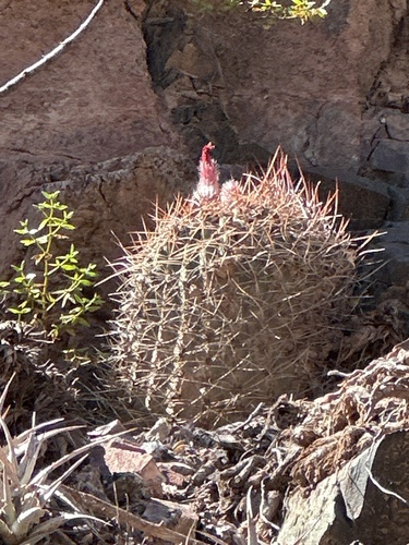 Denmoza rhodacantha (Denmoza rhodacantha)