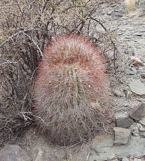 Denmoza rhodacantha: cactus, Uspallata, Argentina, Denmoza rhodacantha