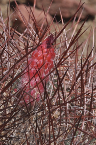 Denmoza rhodacantha (Denmoza rhodacantha)