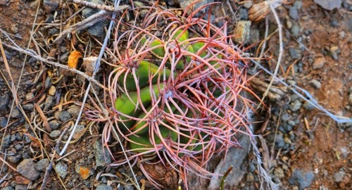 Denmoza rhodacantha (Denmoza rhodacantha)