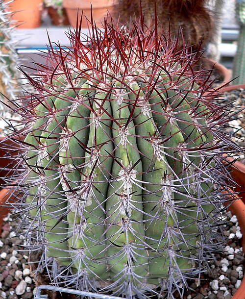 Denmoza rhodacantha: Photo of Denmoza rhodacantha at the University of California Botanical Garden