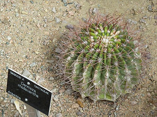 Denmoza rhodacantha: Taken in the Cambridge University Botanic Garden