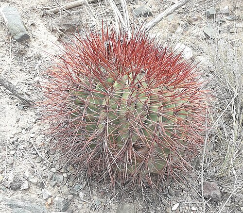 Denmoza rhodacantha: Denmoza rhodacantha