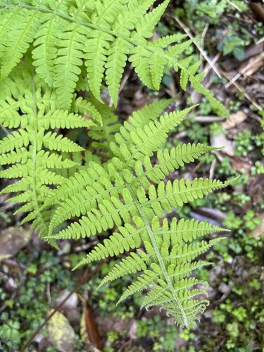 Deparia deflexa (Deparia deflexa)