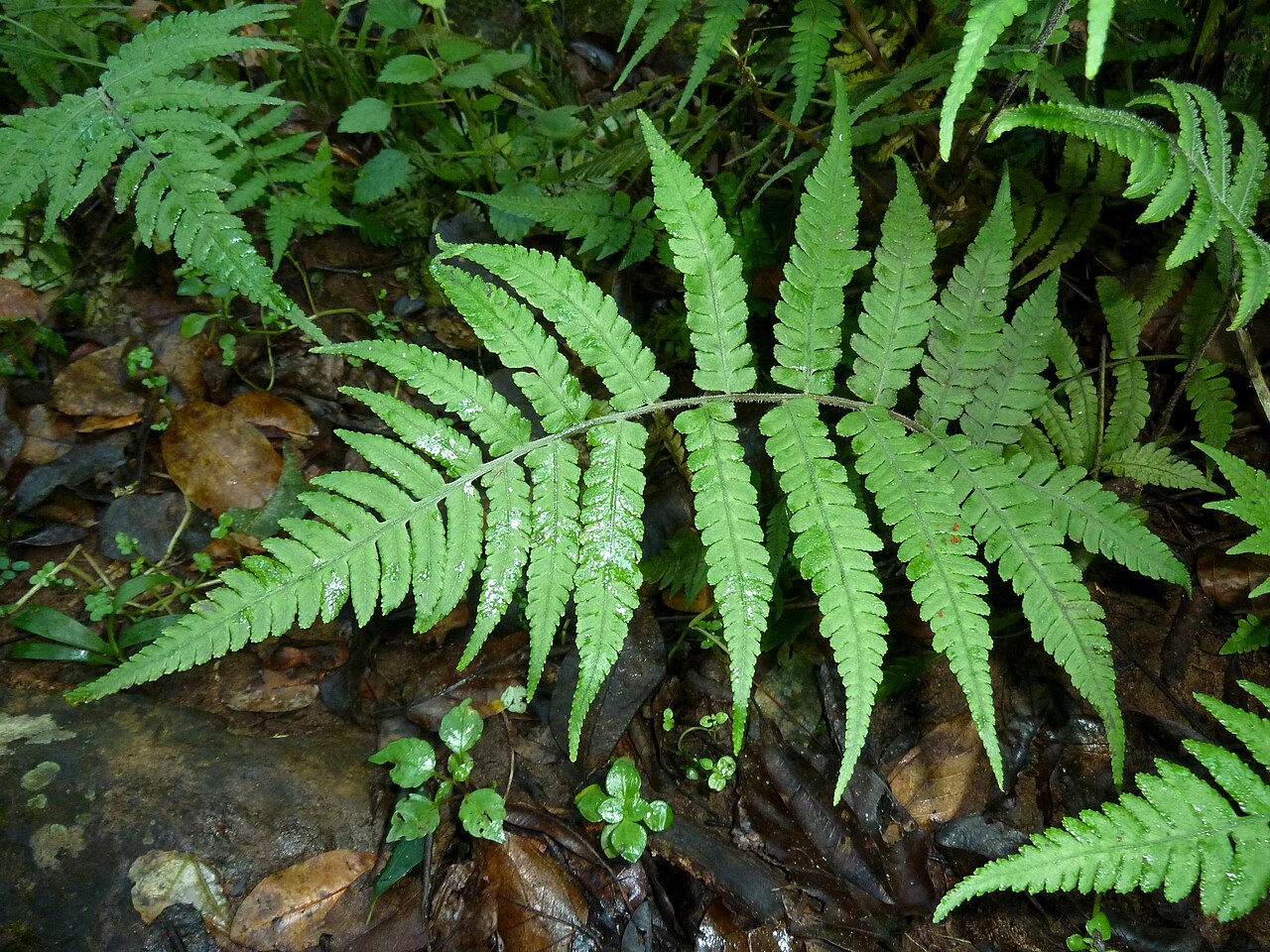 Japanese lady fern: Frond of Japanese lady fern in Krantzkloof Nature Reserve, an invasive exotic weed since the early 1980s, cf. Crouch, Klopper & Burrows.