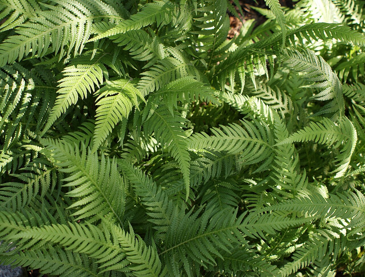 Japanese lady fern: Deparia japonica, Botanical Garden in Wroclaw, Poland