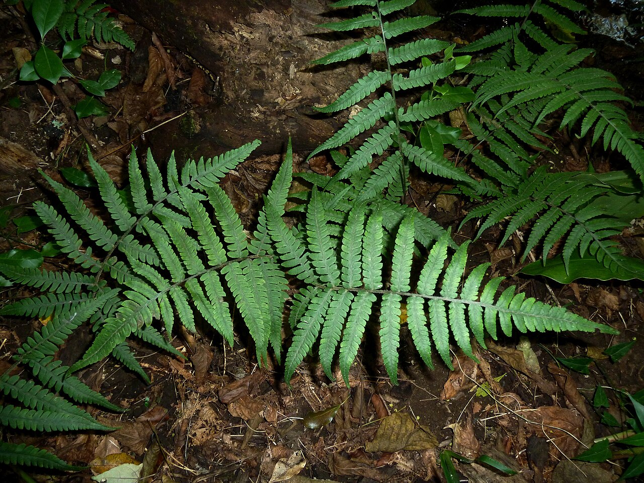 Japanese lady fern: Habit of Japanese lady fern on the bank of the mPhiti stream in Iphithi Nature Reserve, Gillitts, KZN