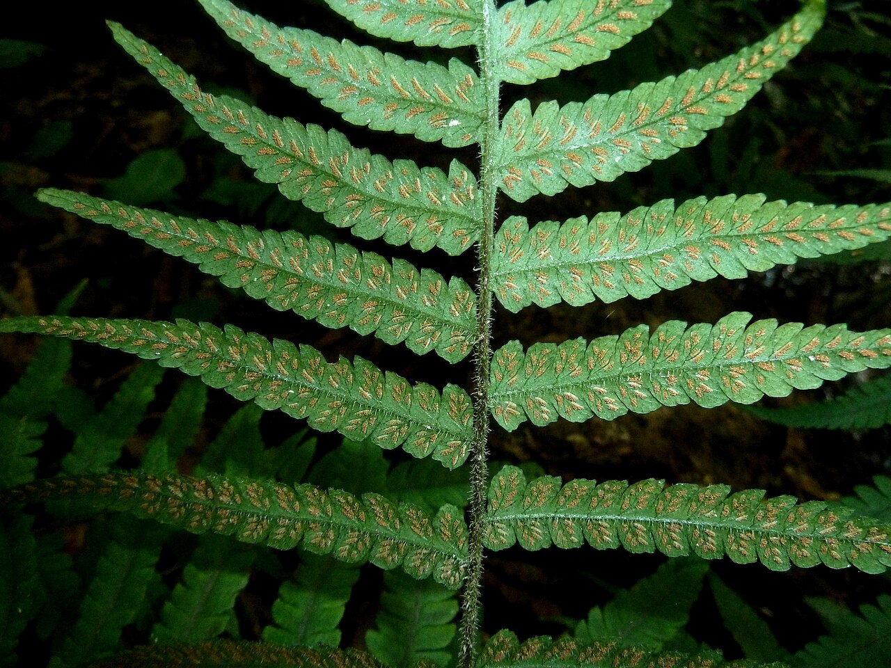 Japanese lady fern: Sori of a Japanese lady fern on the bank of the mPhiti stream in Iphithi Nature Reserve, Gillitts, KZN