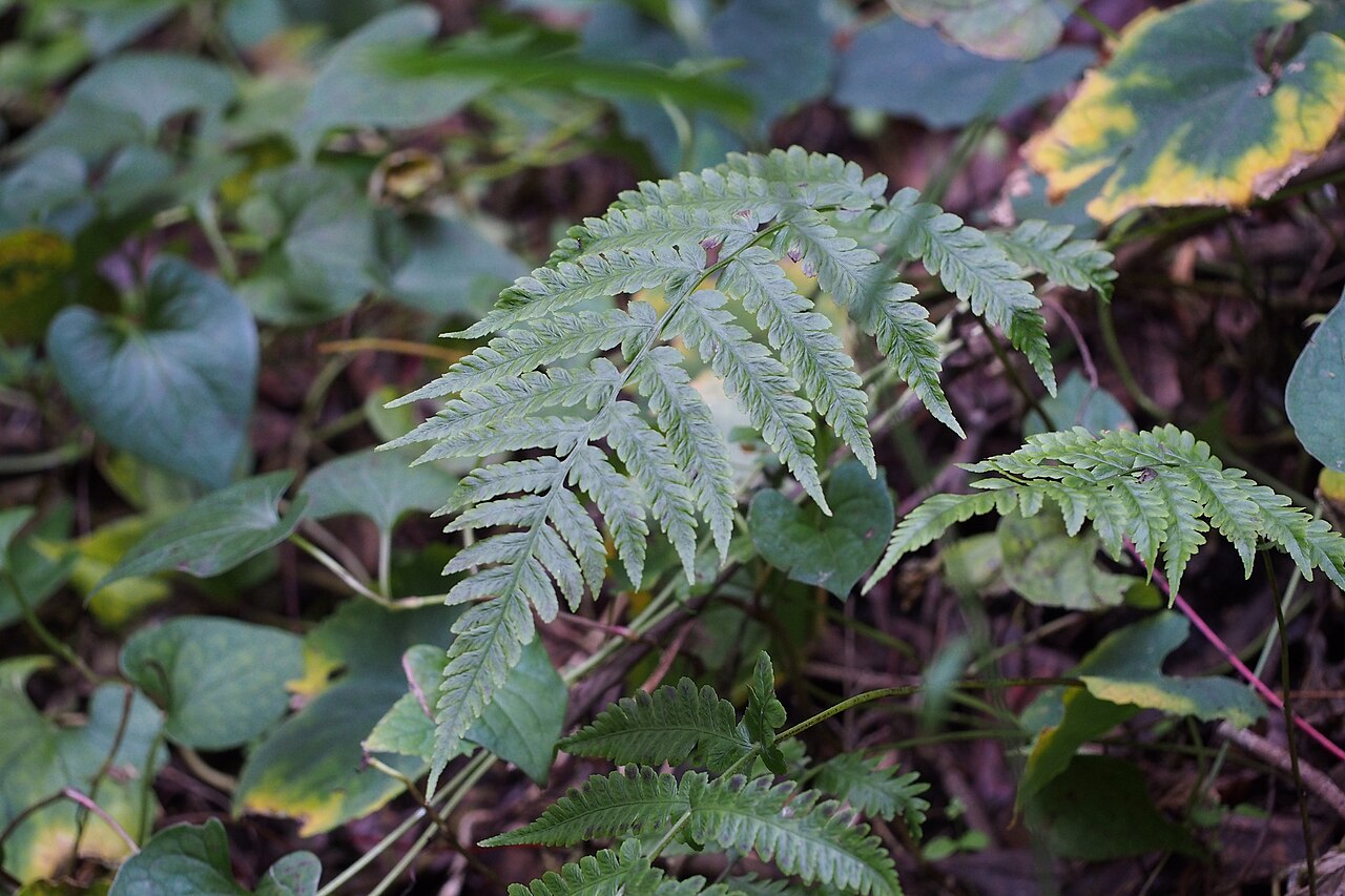 Japanese lady fern: may be シケシダ.