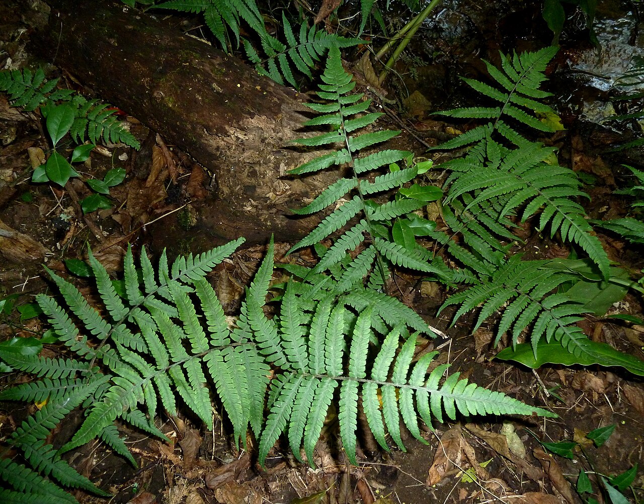Japanese lady fern: Habit of Japanese lady fern on the bank of the mPhiti stream in Iphithi Nature Reserve, Gillitts, KZN