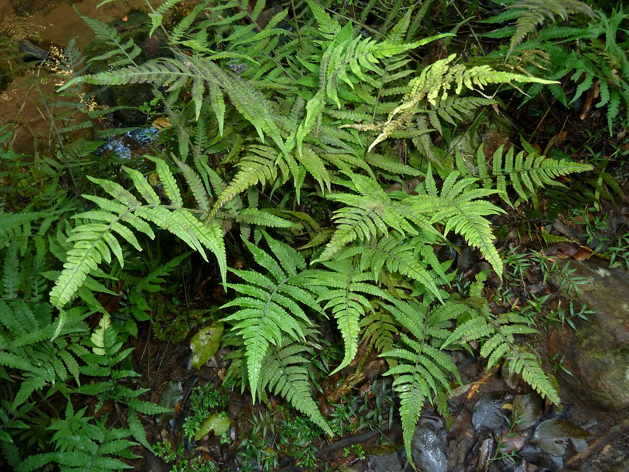 Japanese lady fern: Habit of Japanese lady fern in Krantzkloof Nature Reserve, an invasive exotic weed since the early 1980s, cf. Crouch, Klopper & Burrows.