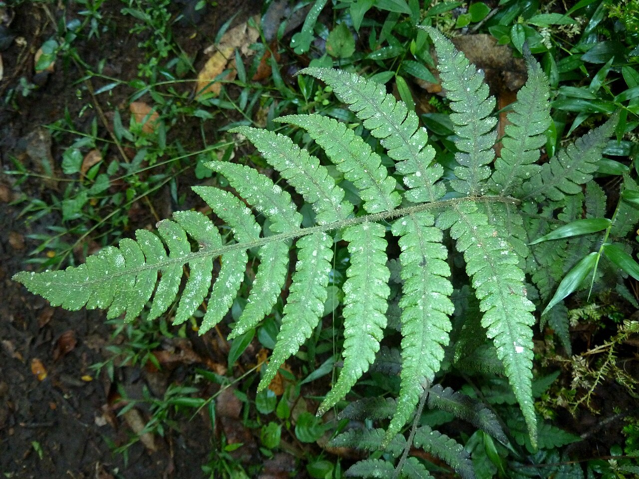 Japanese lady fern: Frond of a Japanese lady fern in Krantzkloof Nature Reserve, an invasive exotic weed since the early 1980s, cf. Crouch, Klopper & Burrows.