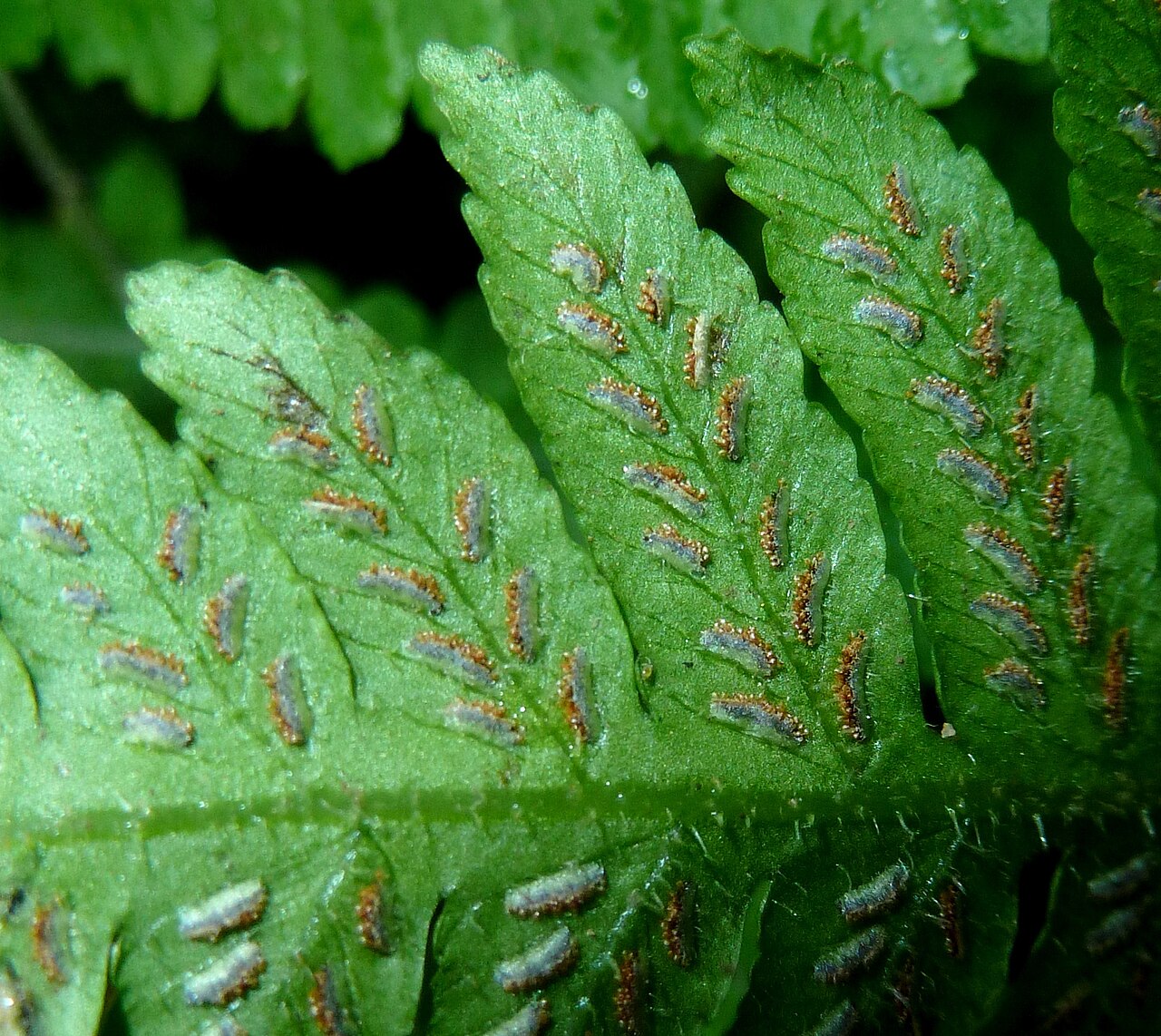 Japanese lady fern: Brown sporangia, arranged in sori under greyish indusium membranes, on the frond underside of a Japanese lady fern in Krantzkloof Nature Reserve. The species is