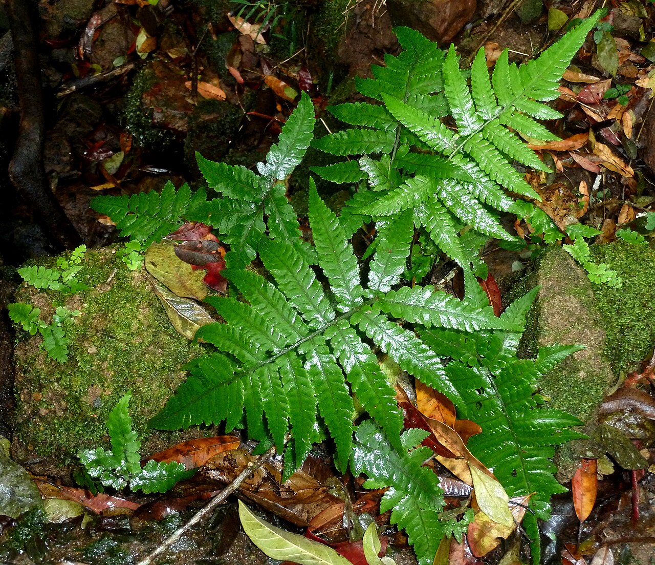 Japanese lady fern: Habit of Japanese lady fern in Krantzkloof Nature Reserve, an invasive exotic weed since the early 1980s. cf. Crouch, Klopper & Burrows