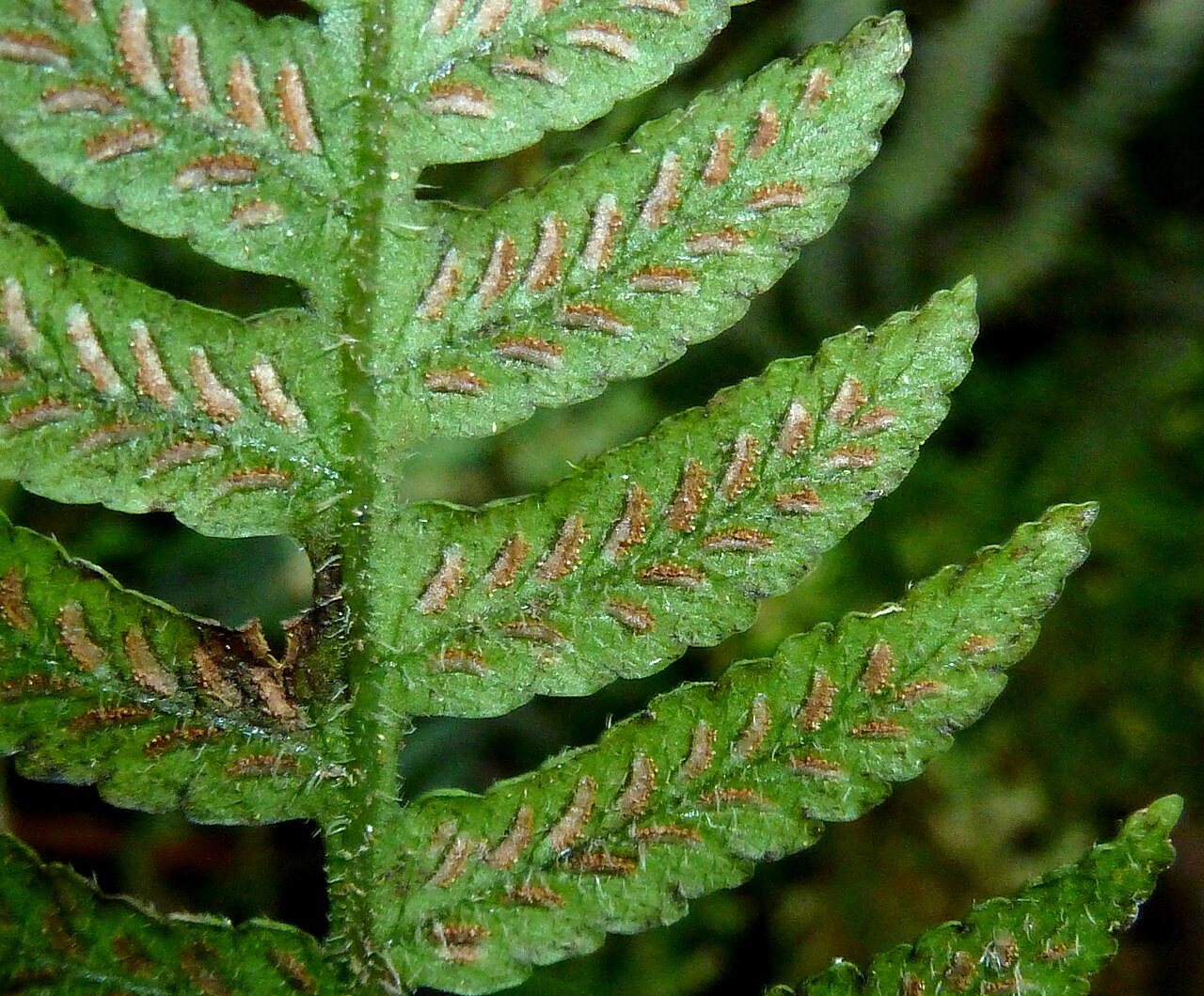 Japanese lady fern: Brown sporangia, arranged in sori under greyish indusium membranes, on the frond underside of a Japanese lady fern in Krantzkloof Nature Reserve. The species is