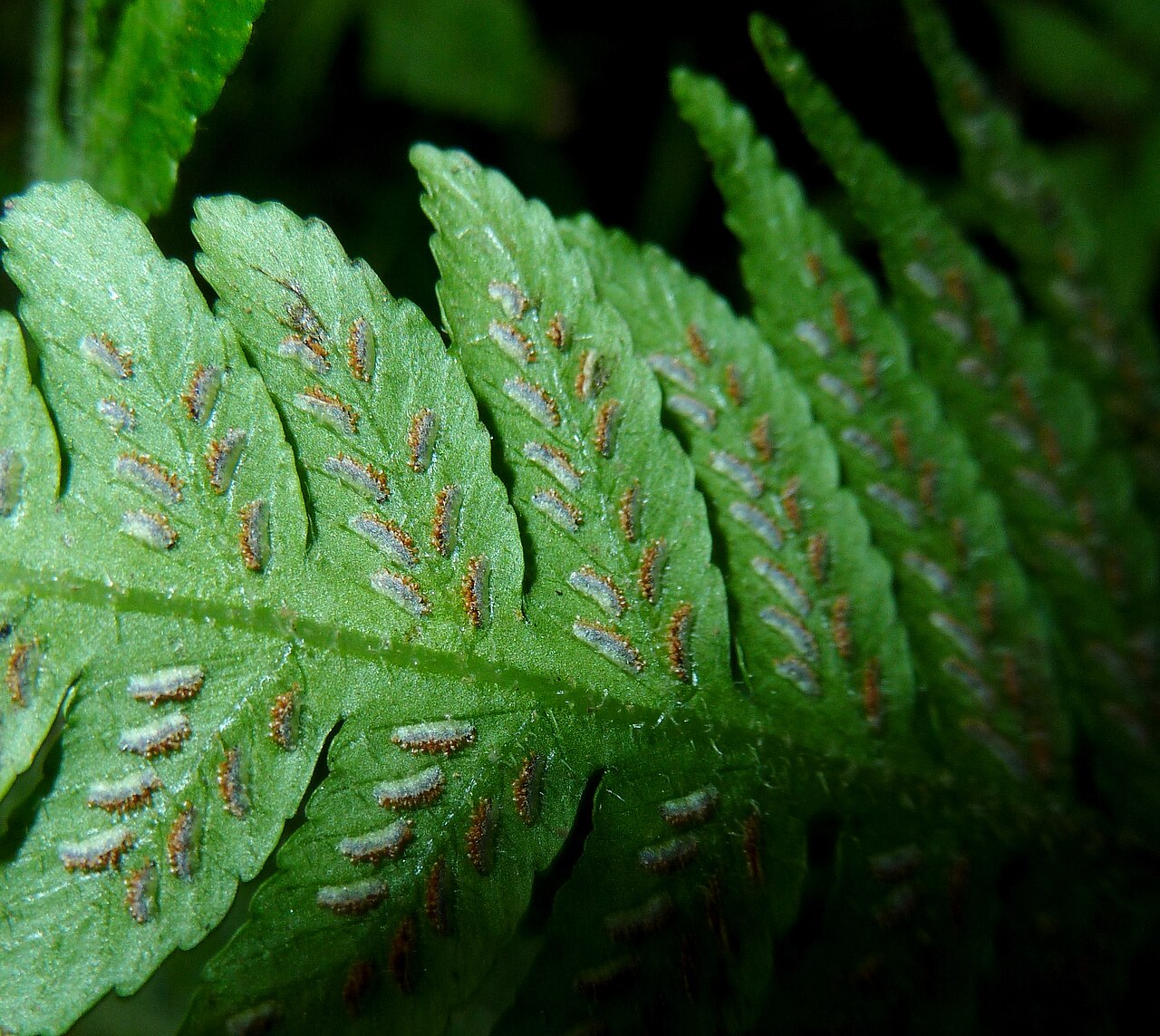 Japanese lady fern: Brown sporangia, arranged in sori under greyish indusium membranes, on the frond underside of a Japanese lady fern in Krantzkloof Nature Reserve. The species is