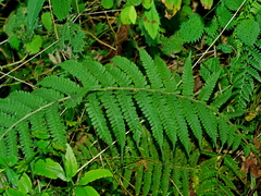 Deparia jiulungensis (Deparia jiulungensis)